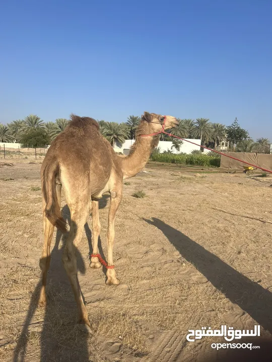 قعود عقيره حج سمين فل ونظيف