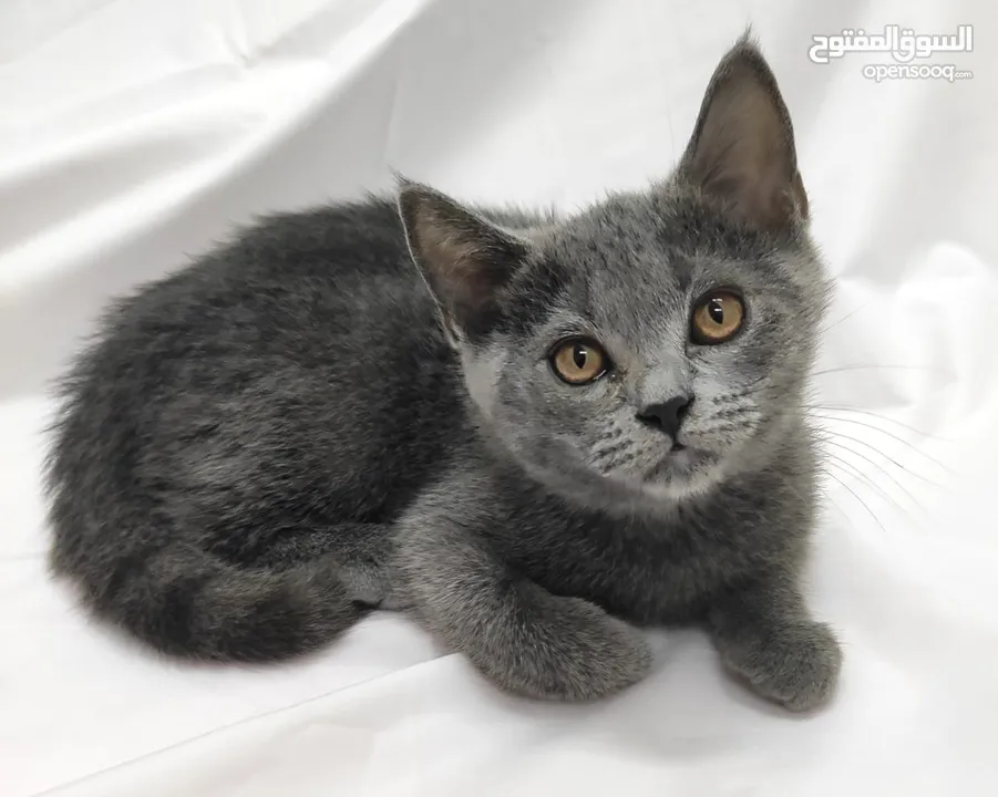 kittens Scottish fold and Scottish straight  قطط سكوتش فولد وسكوتش ستريت