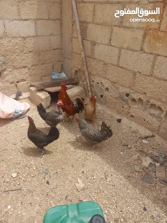 دجاج بلدي.