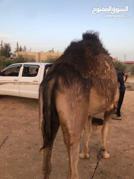 ناقه ثنيه طيبه قصا باللحم شغل ضحيه