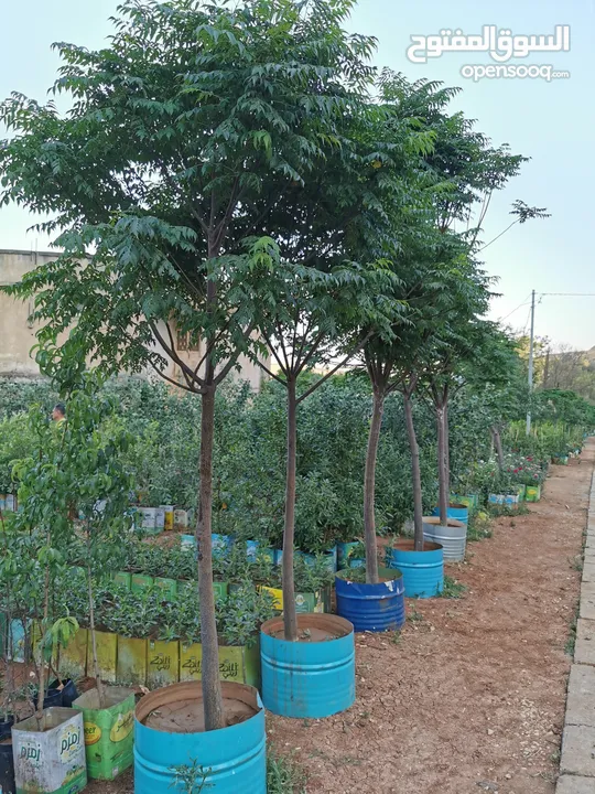 جميع أنواع الأشجار ( أشجار زينة - أشجار مثمرة )