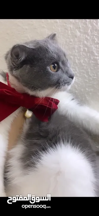 قطط سكوتش فولد موقي للبيع ‏Scottish Fold Moogie Kittens