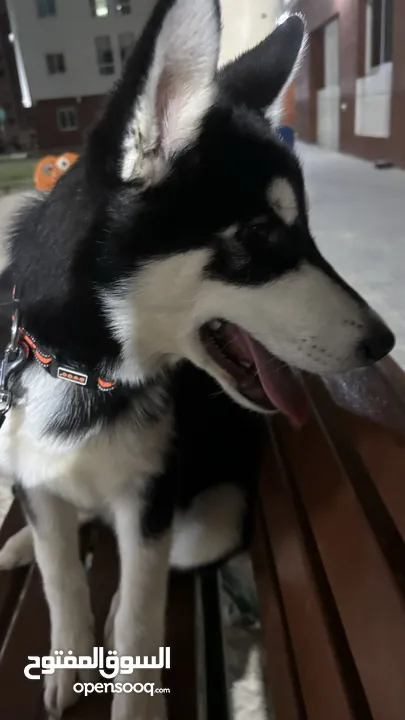 05 months female husky