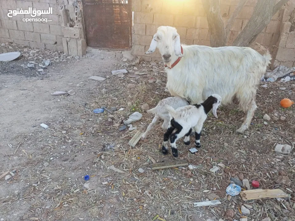 عنز حفف طوايل وراها توم جديان