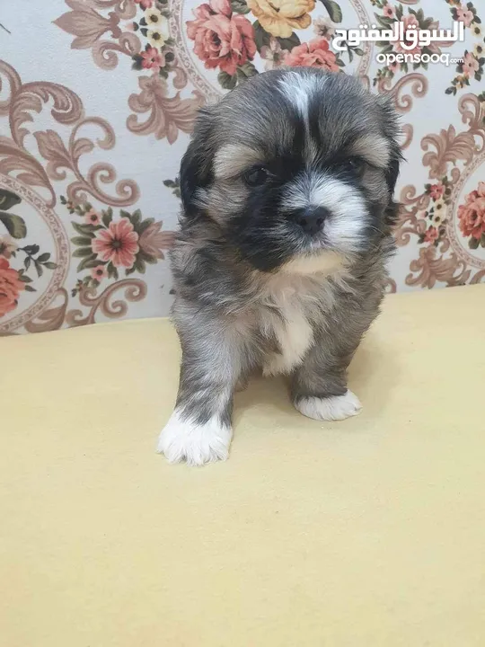 Puppy shihtzu mini