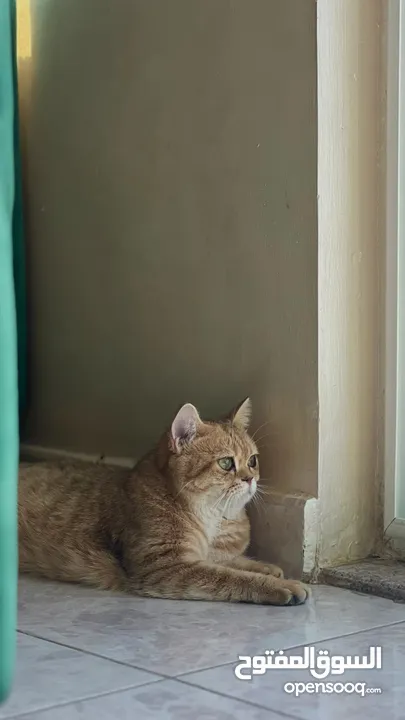 british shorthair golden