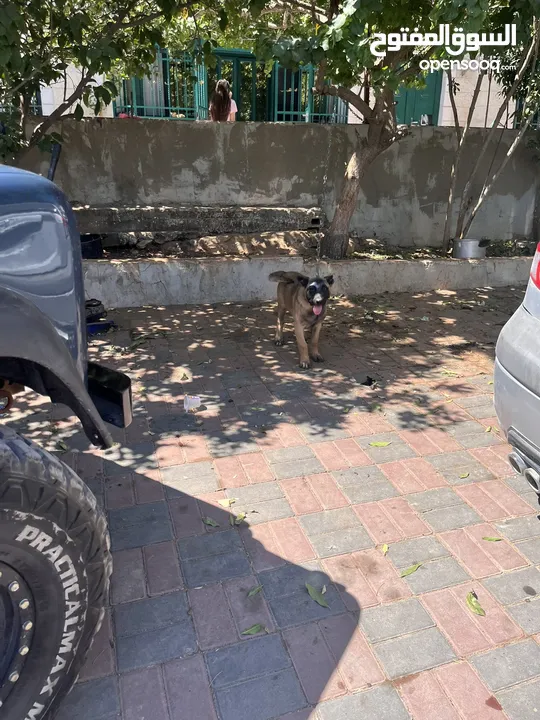 كلب بوليسي صغير للبيع