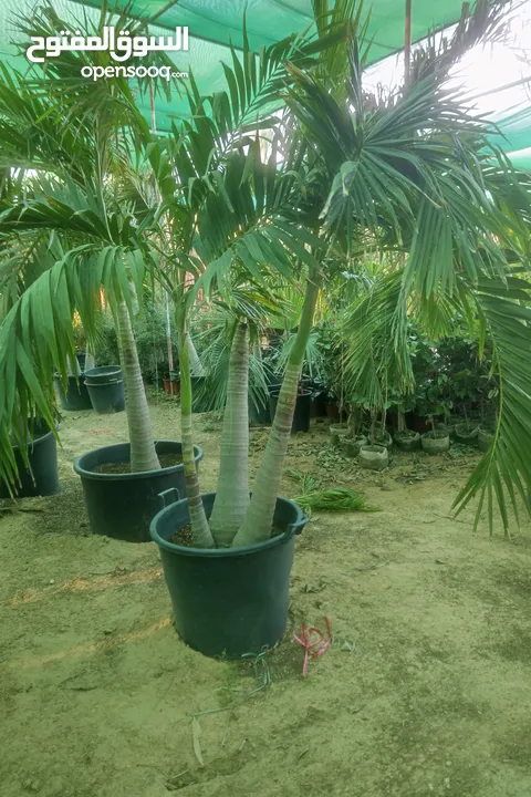 Washingtonian Palm