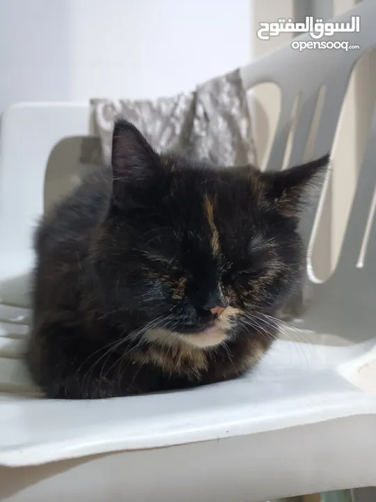 Tortie cat for adoption