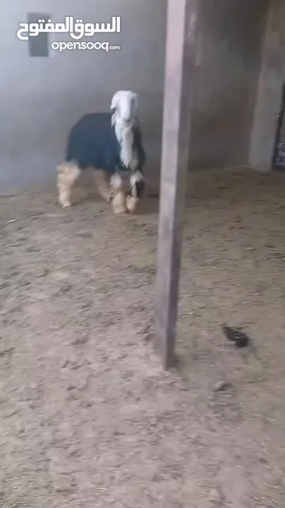 خروف نجدي نخب