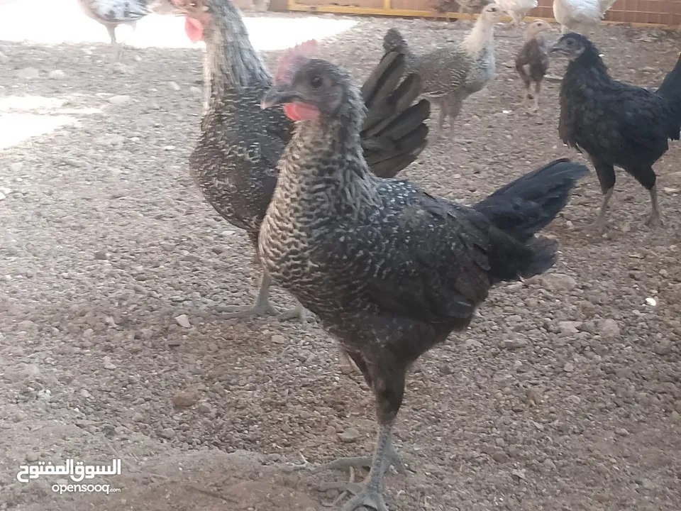 فراخ للبيع