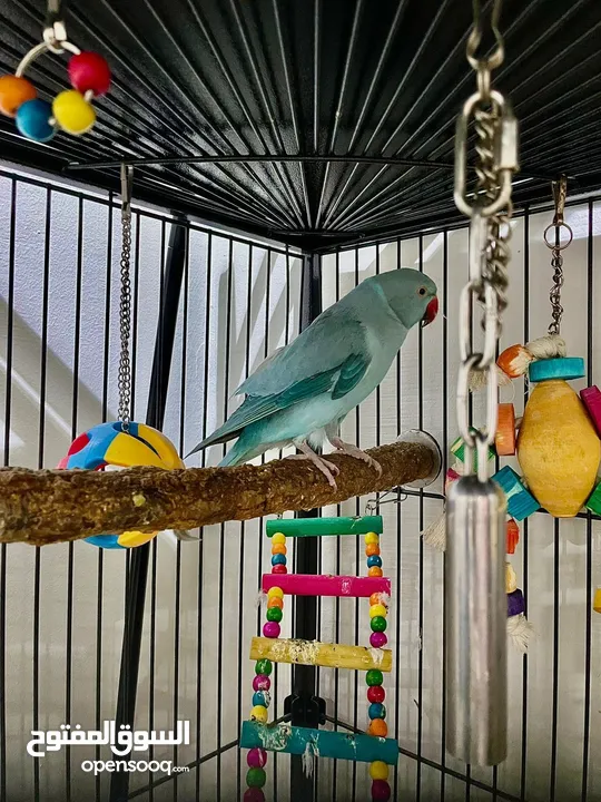 Ring neck parrot blue color with a new cage