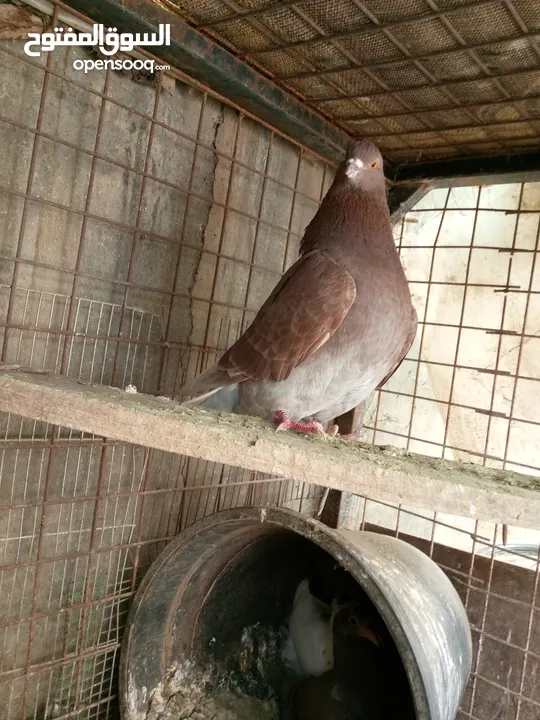 حمام مالطي وفرنسي لاحم للبيع