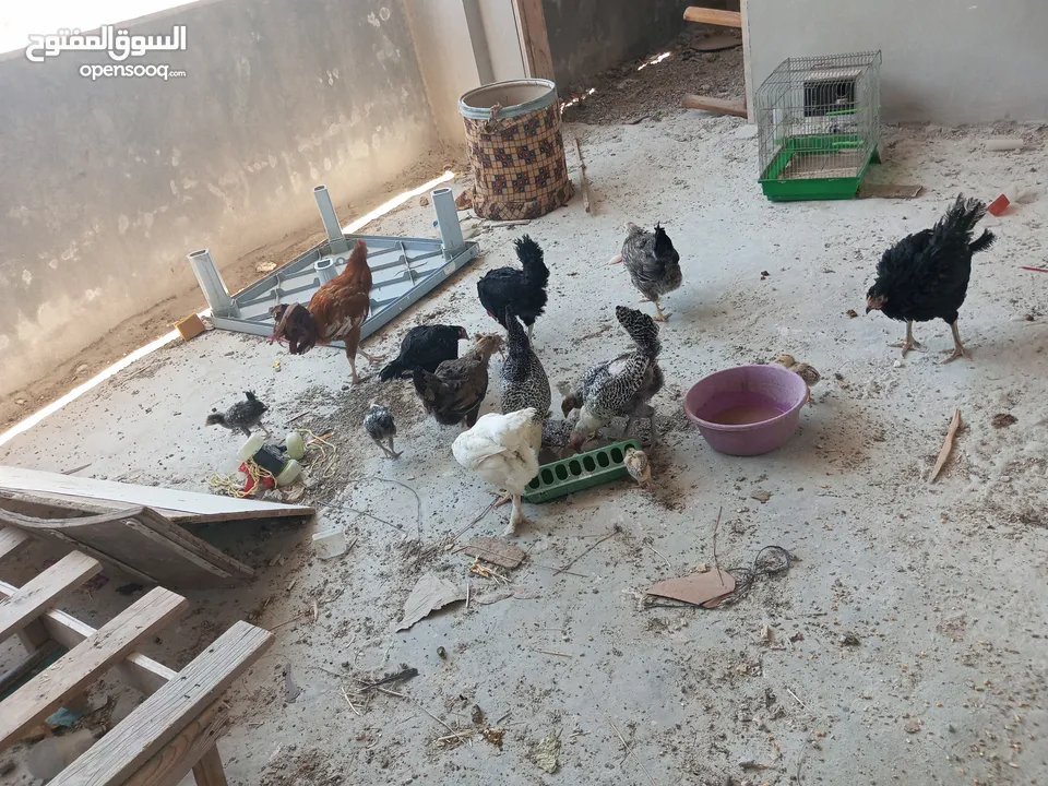 السلام عليكم،دجاج بلدي بياض للبيع،عمر سنه سعر الحبه 8 دنانير، صحه ونظافه،الموقع جرش دير الليات،