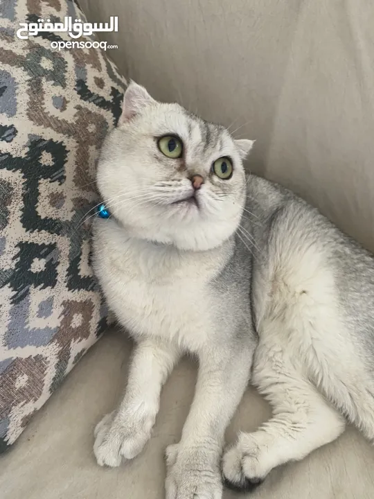 ذكر سكوتش فولد ابيض للتزاوج grey shaded