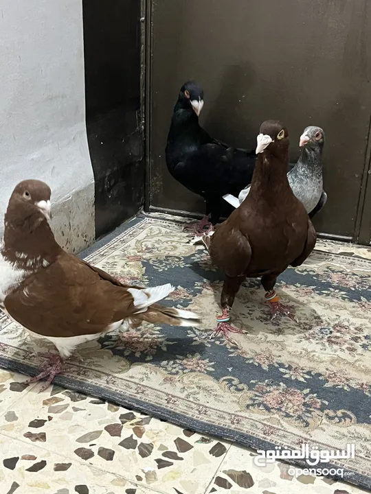 حمام للبيع في مادبا البيع كوم