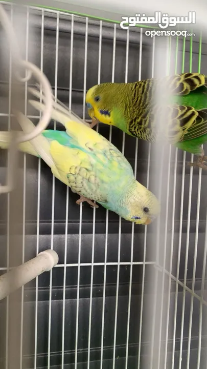 إعلان بيع بيت عصفور واسع ومجهّز بالكامل!  فقط مع جميع المستلزمات ومع بيت خشبي للشتاء