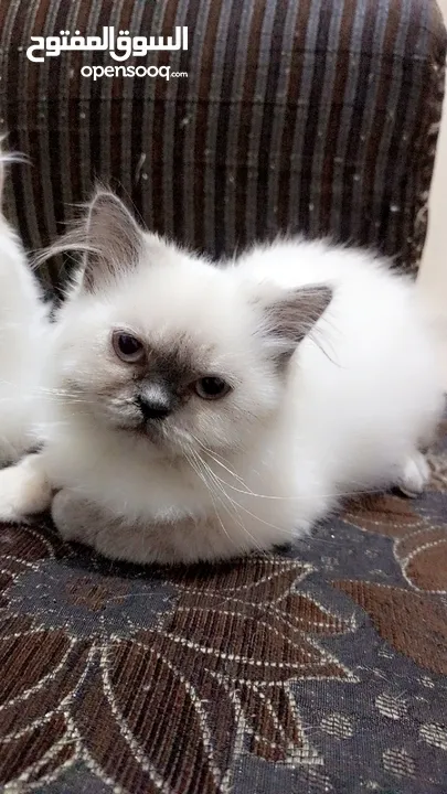 انثى شيراز هملايا عمر شهرين وذكر هملايا اورانج عمر 3شهور