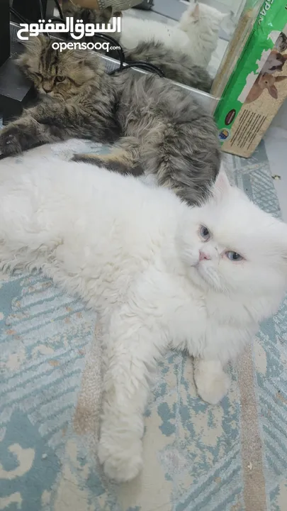 Male Persian cats for adiption قطط شيرازيه للتبني