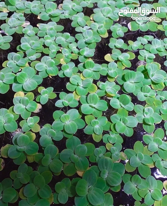 سمك ، نبات طافي طبيعي لأحواض السمك (مفيد للـ سمك) من نوع Dwarf water lettuce