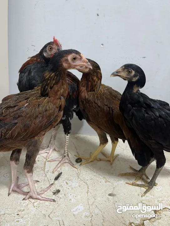 Pakistani Aseel rooster and hen for sale