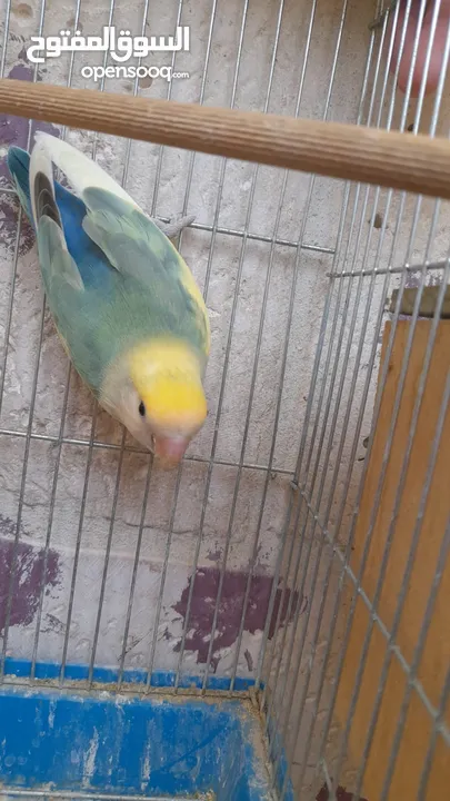 جوز روز منتج حجم و صحه و نظافه و ريش
