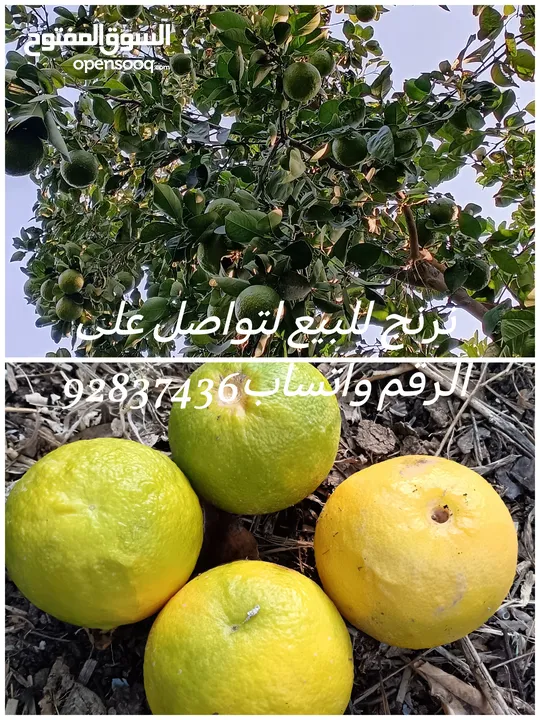 نرنج للبيع