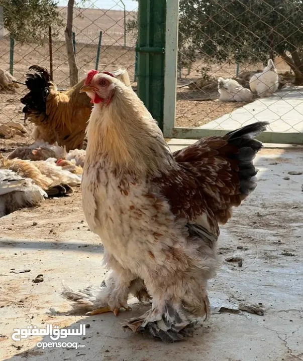 ديوك براهيمي للبيع  اتصل لمعرفت السعر والسعر منخفض لحق حالك وتل أو ابعث رساله