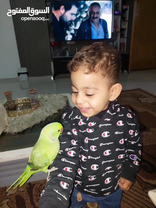 ترويض وتدريب ببغاء الدرارة الهندي الشرس ببغاء صيد خلال شهر فقط بتستلمو اليف مية بالمية ما بعض نهائي