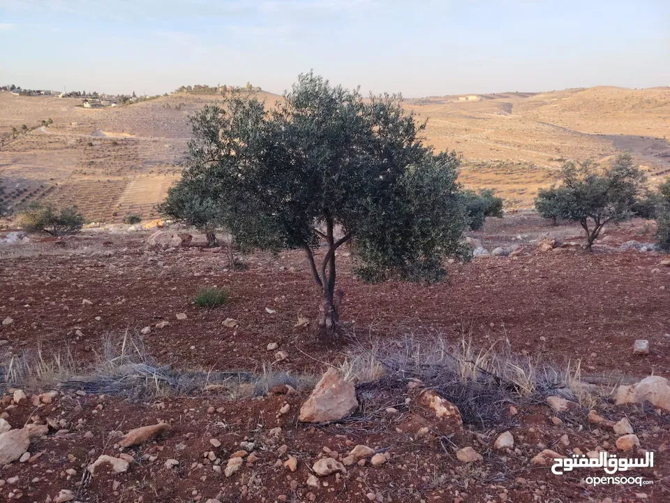 مزرعة لقطة مميزة مشجرة جرش دحل مساحة 3دونمات ونصف