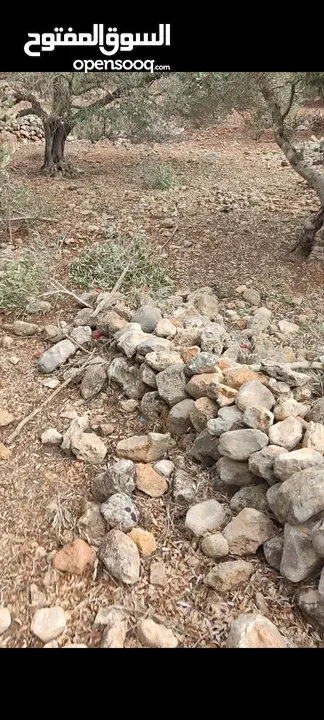 ارض للبيع بروقين سلفيت