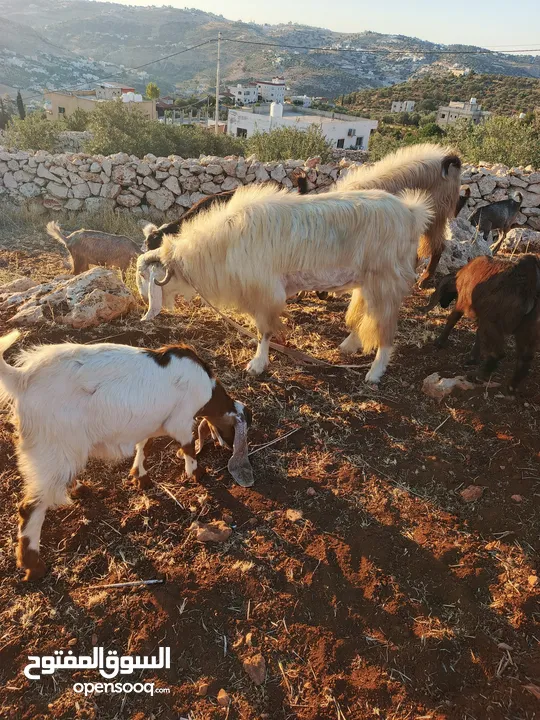 تبارك الله موجود فحل معز لون ابيض كفاله اهداء على ردد يقوم ب 100 راس تبارك الله هداد نار السن ريشه