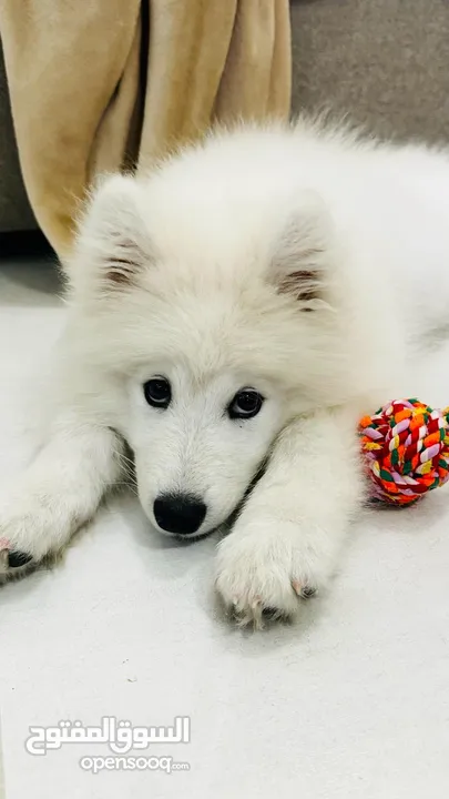 Samoyed dog