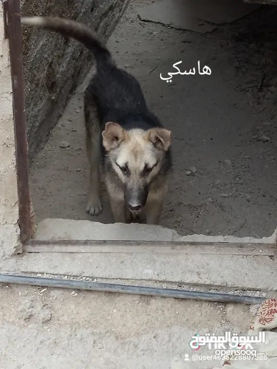 كلب جيرمن جرو للبيع لون ابيض واسود للبيع بسعر مغري جداً