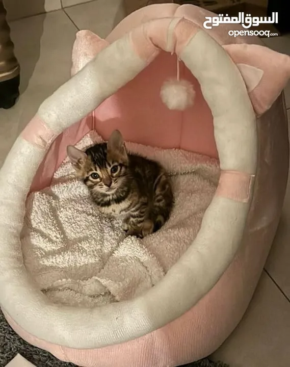 Pure  bengal kittens