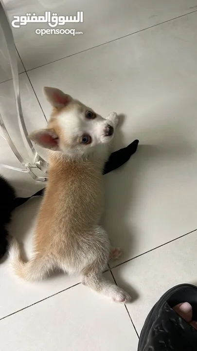 Teacup Pomsky puppies