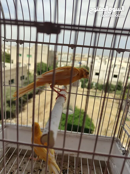 طواير بنديق