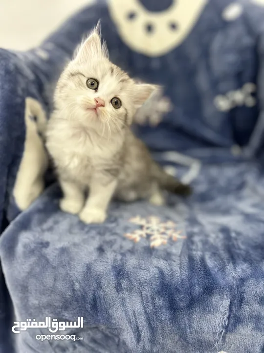 Two months old Persian kitten