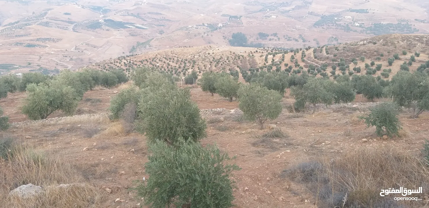 ارض في المصطبه جبه تبعد عن صويلح 20 كيلو