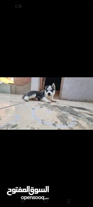 جراوي  هاسكي