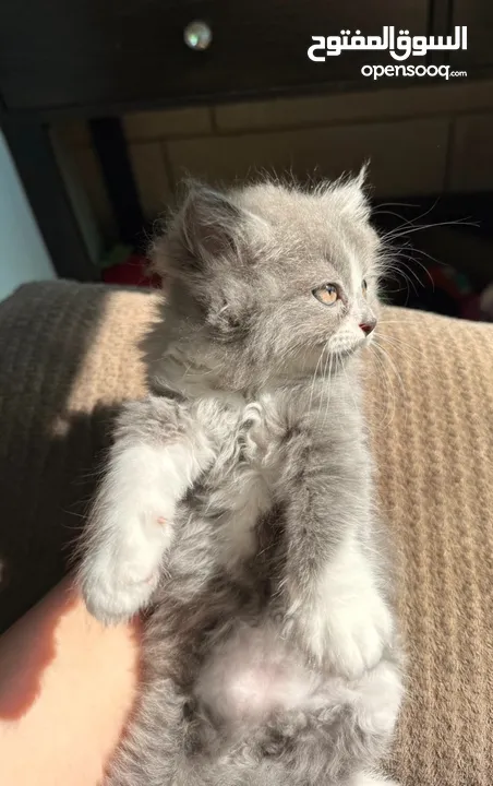 قطط مشكلة هملايا شيرازي بريتش شورت هير بيع سعر رمزي