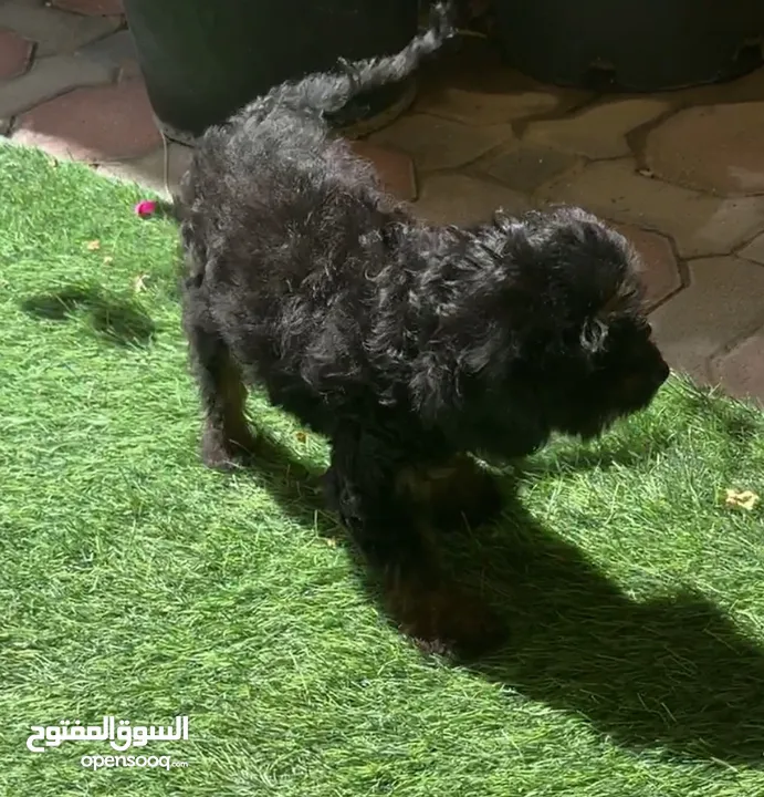 Maltipoo black and tan female puppy