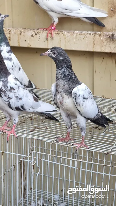 Pakistani high flying pigeon