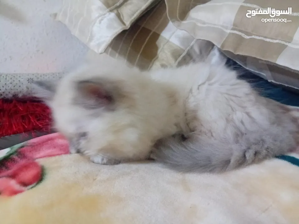 قطه هملايا انثى للبيع عمر ثلاث شهور  أكثير لعوبه حنونه مسليه نظيف جدا متعوده على البوكس مدربه