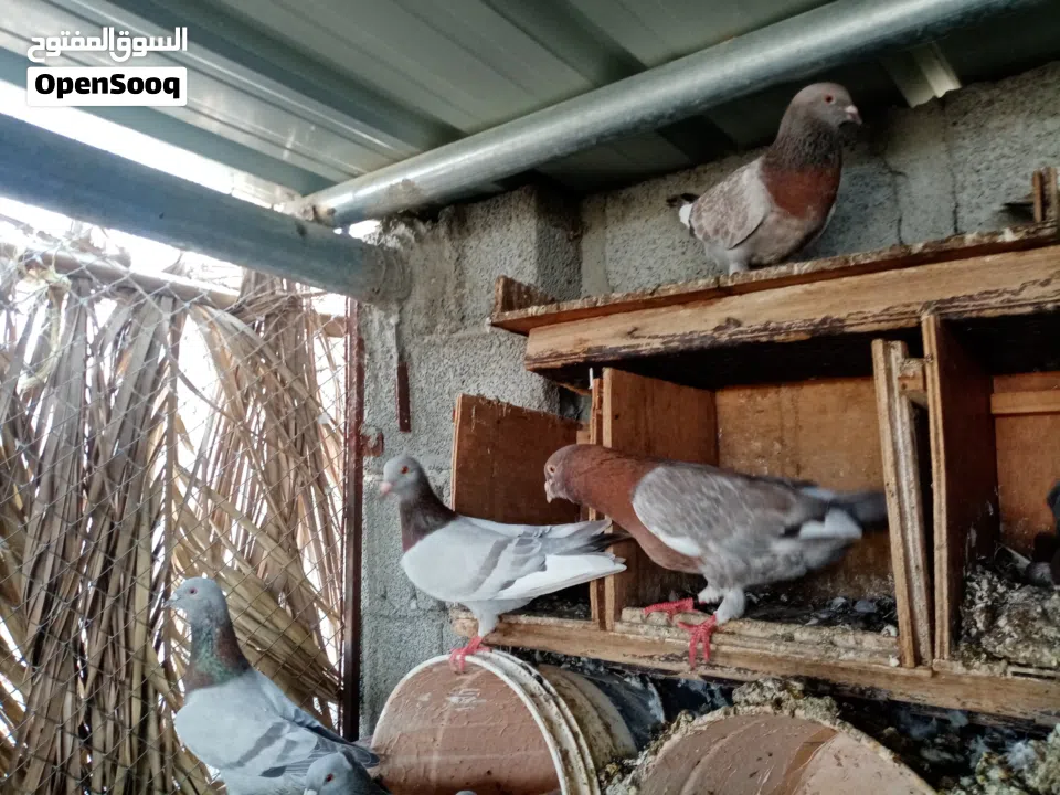 حمام زاجل. : حمام : الظاهرة عبري (247993713)