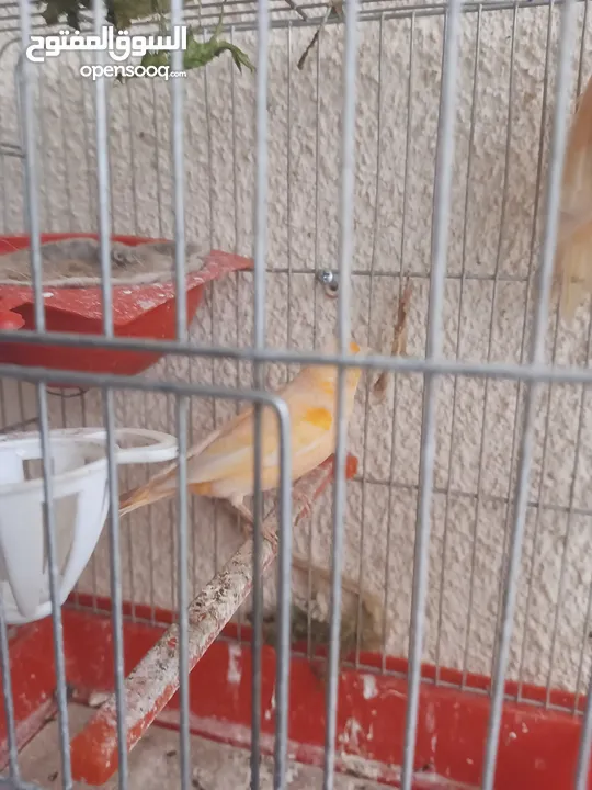 طيور كناري جاهزة بحالة وصحة جيدة