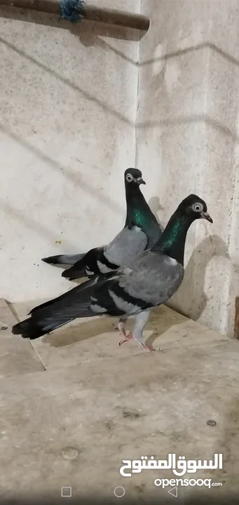 حمام شلبي نخب اول