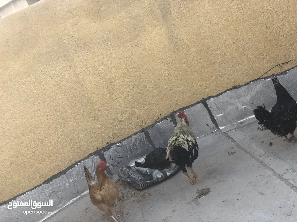 دجاج عرب بصرة مشراك دجاجتين وديج اقره الوصف