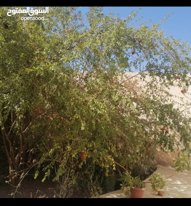 بيت مستقل طابقين / أجمل اطلالة على جبال عجلون في لواء كفرنجه ( اقرأ الوصف بالإعلان)...