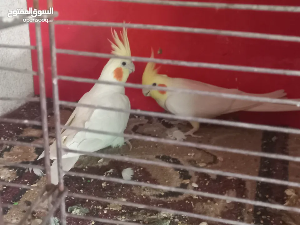متاح كمية طيور كوكتيل اقرأ الوصف
